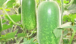 今日吃瓜51cg热门大瓜娜娜 今日吃瓜 吃瓜大瓜事件,揭秘51cg热门大瓜背后的真相